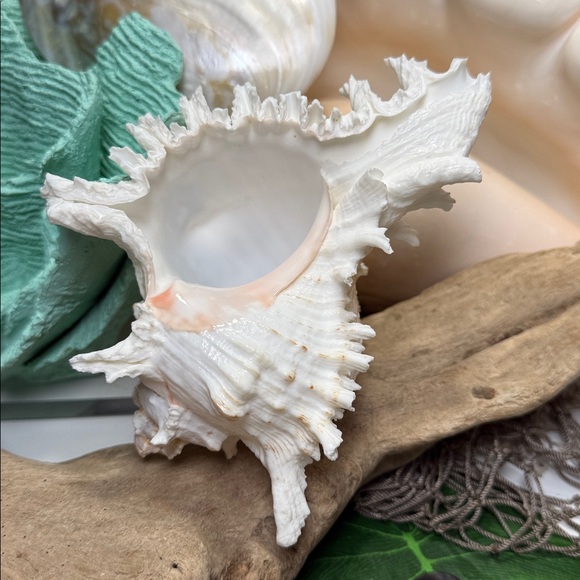 Large White Branch Murex Seashell Coastal Beach Ocean Nautical Decor DIY planter - Picture 3 of 11